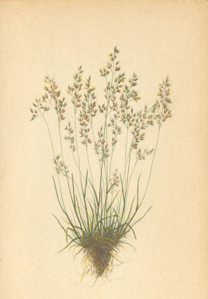 ALPENFLORA ALPINE FLOWERS. Agrostis alpina Scop-Alpenwindhalm 1897 old print